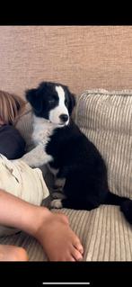 Australian shepherd pups (mini), Dieren en Toebehoren, België, Particulier, Reu, CDV (hondenziekte)