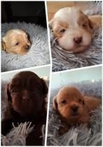 Mooie Boomer pups, Dieren en Toebehoren, België, Particulier, Parvo, 8 tot 15 weken