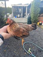 Serama hen, Dieren en Toebehoren, Pluimvee, Vrouwelijk, Kip