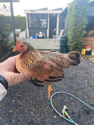 Serama hen beschikbaar voor biedingen