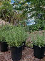 Lavendel planten potten meerdere beschikbaar, Ophalen, Zomer, Overige soorten, Volle zon