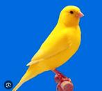 Gezocht kanarie poppen, Dieren en Toebehoren, Vogels | Kanaries, Vrouwelijk
