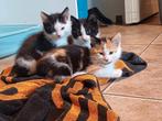 Lieve kittens, Poes