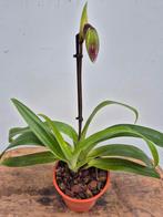 Orchidee Paphiopedilum Hybriden p12 (5), Ophalen of Verzenden, Halfschaduw, Minder dan 100 cm