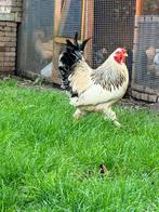 Prachtige haan, Dieren en Toebehoren, Vogels | Overige Vogels, Mannelijk