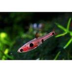 Rasbora maculata 2.35 per stuk, Vis, Zoetwatervis, Schoolvis