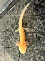 Baby Axolotl Golden Albino, Dieren en Toebehoren, Amfibie, 0 tot 2 jaar