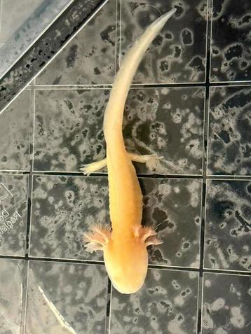 Baby Axolotl Golden Albino beschikbaar voor biedingen