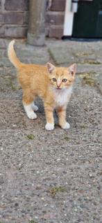 Super schattig rood/wit kitten meisje., Dieren en Toebehoren, Katten en Kittens | Overige Katten, Meerdere dieren, Kortharig, 0 tot 2 jaar