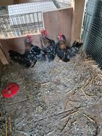 3 serama hanen, Dieren en Toebehoren, Pluimvee, Mannelijk, Kip