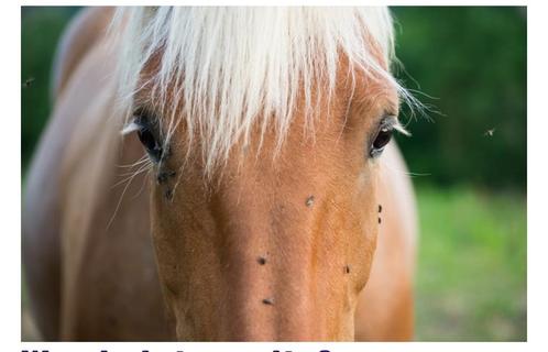 Vliegenspray op natuurlijke basis, Dieren en Toebehoren, Paarden en Pony's | Verzorgingsproducten, Nieuw, Ophalen