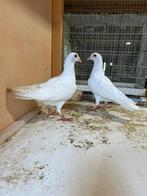 Witte postduif, Dieren en Toebehoren, Vogels | Duiven, Meerdere dieren, Postduif