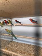 Mooie pracht rosela.s, Dieren en Toebehoren, Vogels | Parkieten en Papegaaien, Meerdere dieren, Parkiet