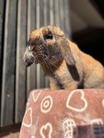 Mooie minilop ram 🩵, Dieren en Toebehoren, Konijnen, Mannelijk, Middelgroot, Hangoor, 0 tot 2 jaar