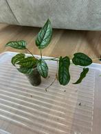Monstera Siltepecana, Huis en Inrichting, Kamerplanten, Ophalen of Verzenden, Overige soorten, Minder dan 100 cm
