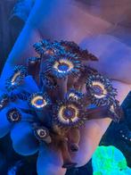 Zoanthus sonic flare, Dieren en Toebehoren, Ophalen