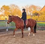 Verzorgster gezocht voor deze twee paarden, Dieren en Toebehoren, Paarden en Pony's | Overige Paardenspullen, Ophalen of Verzenden
