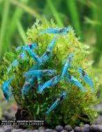 Pre order: Blue Jelly Neocaridina garnaal - garnalen, Kreeft, Krab of Garnaal, Zoetwatervis