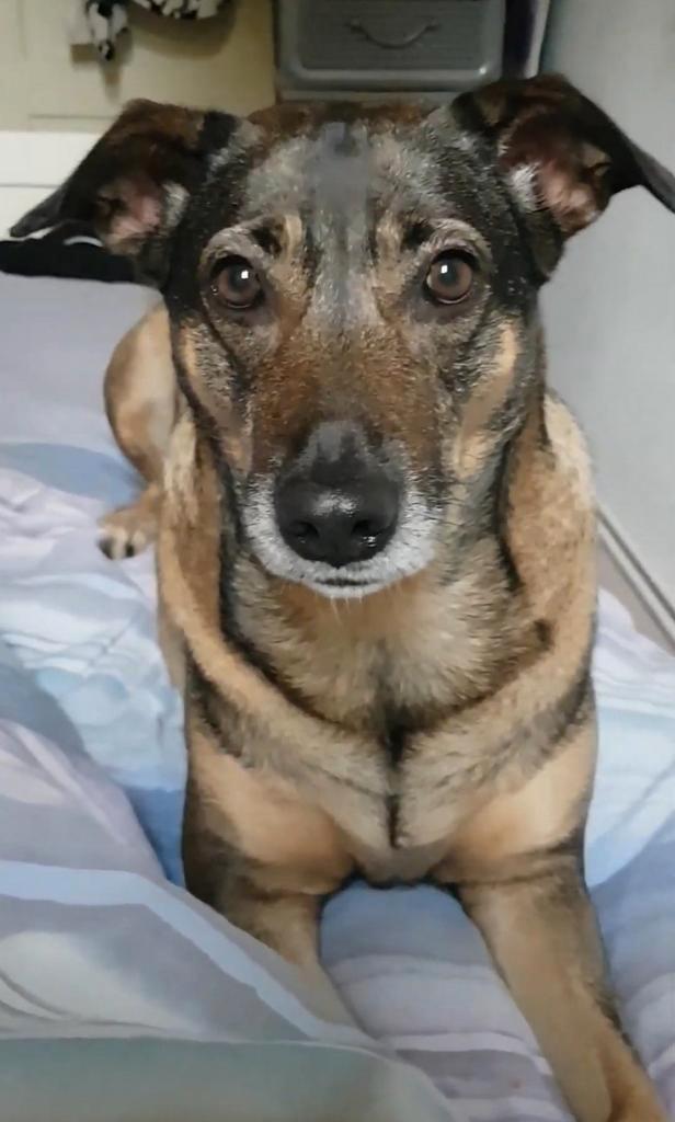 Gezocht hond niet te duur, Dieren en Toebehoren, Honden | Niet-rashonden, Middel, Geslacht onbekend, Particulier, Eén hond, Nederland