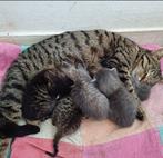 Cyperse kittens, Kater
