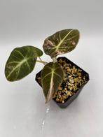 Alocasia Black velvet pink variegata, Overige soorten, In pot, Minder dan 100 cm, Bloeiende kamerplant