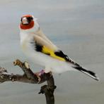 majoor putter, Mannelijk, Wildzangvogel