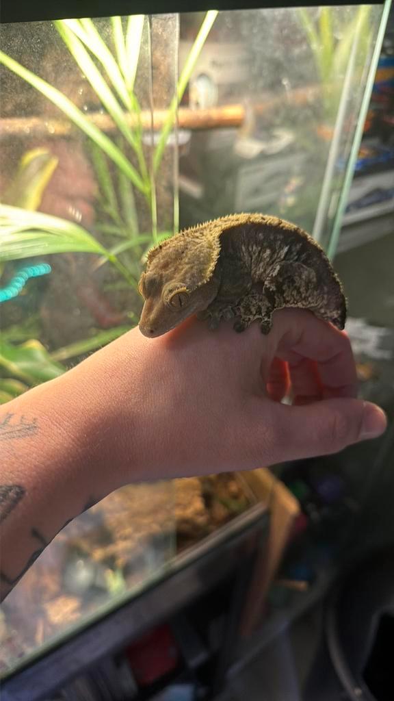 Wimpergekko evt met terrarium