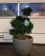 Ilex  bonsai in pot groenblijvend foto 1, Ophalen, Overige soorten, Halfschaduw