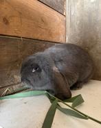 Voedster 14 maand, franse hangoor, Dieren en Toebehoren, Konijnen, Vrouwelijk, Groot, Hangoor