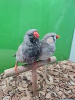 Te koop koppel charcoal Bleekrug 2024
Pop split charcoal, Meerdere dieren