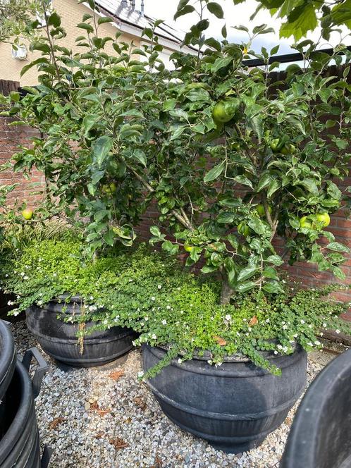 2 prachtige grote bloempotten met appelbomen en bloemen., Tuin en Terras, Planten | Struiken en Hagen, Ophalen
