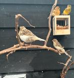 Glosters, Dieren en Toebehoren, Geslacht onbekend, Tropenvogel