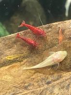 Vuurgarnaal (neocaradina), Kreeft, Krab of Garnaal, Zoetwatervis, Schoolvis