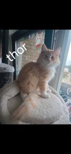 😸Siberische/mainecoon wij mogen weg 3 nog beschikbaar, Dieren en Toebehoren, Katten en Kittens | Raskatten | Langhaar, Meerdere dieren