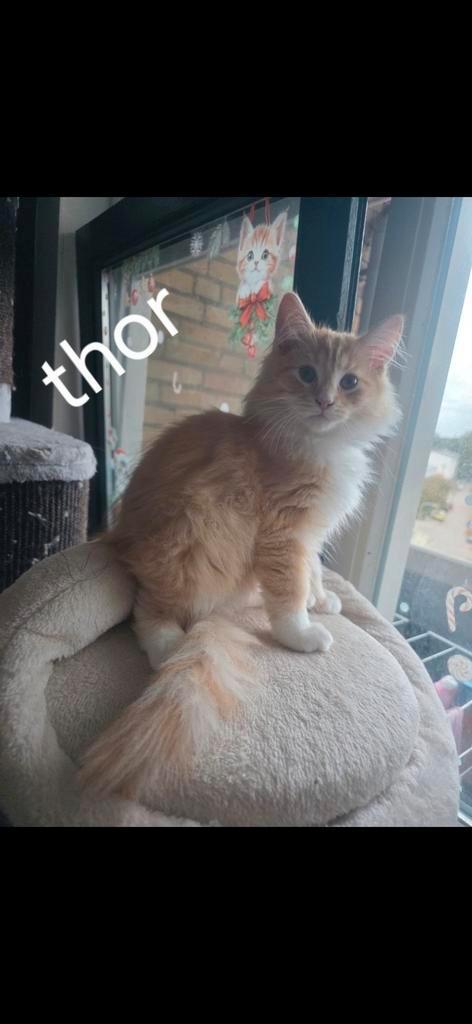 😸Siberische/mainecoon wij mogen weg 3 nog beschikbaar, Dieren en Toebehoren, Katten en Kittens | Raskatten | Langhaar, Meerdere dieren