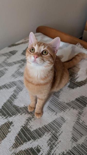 Op zoek naar een thuis voor een lieve kat beschikbaar voor biedingen