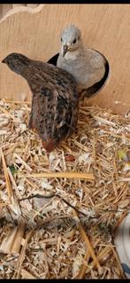 Verse broedeieren chinese dwergkwartel, Dieren en Toebehoren, Vogels | Overige Vogels, Geslacht onbekend, Tropenvogel