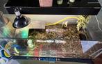 Aquarium/ Terrarium, Dieren en Toebehoren, Reptielen en Amfibieën | Toebehoren, Ophalen, Zo goed als nieuw, Terrarium of Paludarium