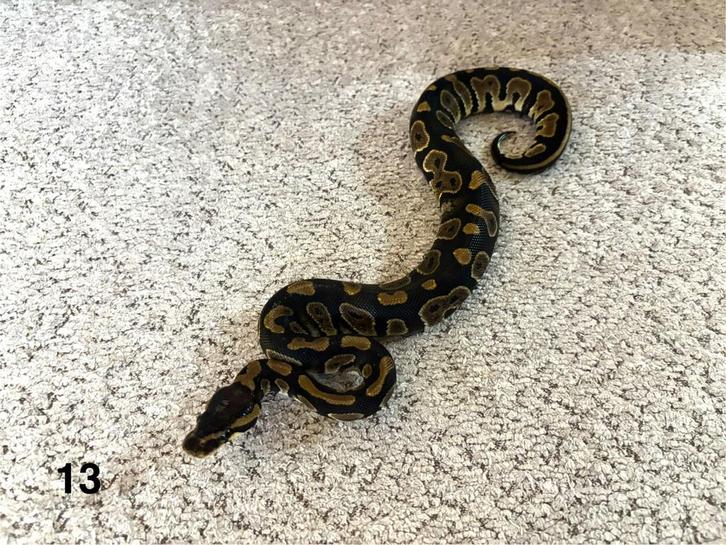 Ball Python/Koningspython/Regius, Dieren en Toebehoren, Reptielen en Amfibieën, Slang, 0 tot 2 jaar, Tam
