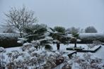 Winterharde palmbomen, exotische planten en veel meer!, 100 tot 250 cm, Zomer, Palmboom, Ophalen
