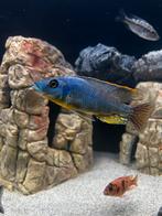 Protomelas sp. ‘hertae’ zeldzaam! Koppel malawi cichliden, Ophalen, Zo goed als nieuw