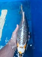 Koi beni ginga, Dieren en Toebehoren, Vissen | Vijvervissen, Karper of Koi
