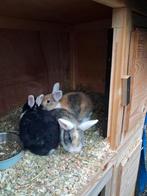 dwerg hangoor x Leeuwenkopje konijnen te koop, Dieren en Toebehoren, Geslacht onbekend, Dwerg, Hangoor