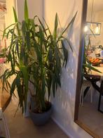 Grote Yucca Plant - 160 cm, In pot, Yucca, 150 tot 200 cm, Groene kamerplant