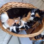 Schitterende, lieve kittens