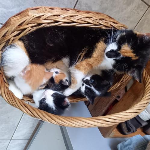 Schitterende, lieve kittens, Dieren en Toebehoren, Katten en Kittens | Overige Katten