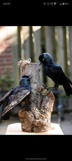 Opgezette kauw Taxidermy, Ophalen of Verzenden, Nieuw, Vogel, Opgezet dier