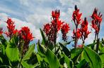 Canna’s, Tuin en Terras, Planten | Tuinplanten, Volle zon, Vaste plant, Zomer, Ophalen