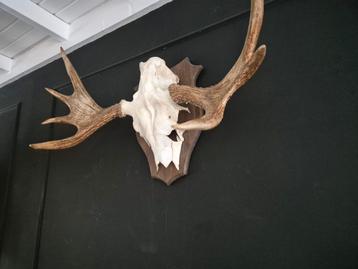 Prachtig eland gewei met kop uit Zweden  beschikbaar voor biedingen