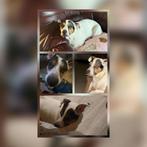 Kruising jack russel, 6 jaar of ouder, Jack Russell Terriër, Reu, Eén hond